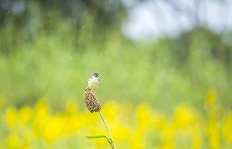 Aromatherapy for Teenagers’ Environmental Stewardship Projects: Taking Action to Protect the Planet and Preserve Its Scents